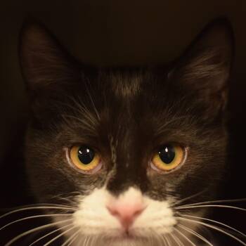 Modern Baseball -  Domestic Short Hair Cat Available for Adoption in Belleville, Illinois - Modern Baseball | PetCurious