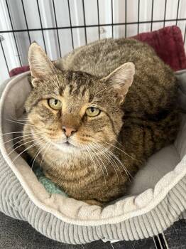 Rescue American Shorthair Cats for Adoption in Big Rapids, Michigan - Brutus | PetCurious