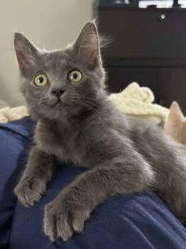 Bravo - Sweet and affectionate -  Domestic Long Hair Cat for Adoption in Muskego, Wisconsin - Bravo - Sweet And Affectionate | PetCurious