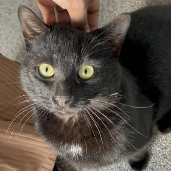 Domestic Short Hair and Bombay Cats Available for Adoption - Dante | PetCurious