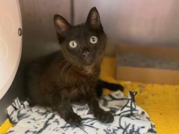 HARVEY -  Domestic Short Hair Cat for Adoption in Fort Wayne, Indiana - HARVEY | PetCurious