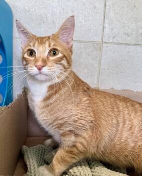 Domestic Short Hair Cats Available for Adoption - Joshua | PetCurious