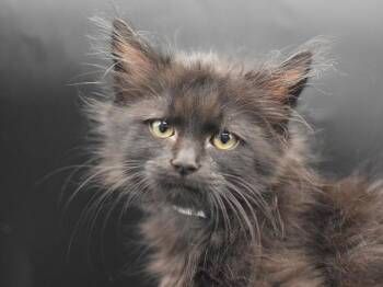 Baseball Cap -  Domestic Long Hair Cat for Adoption in Portland, Oregon - Baseball Cap | PetCurious