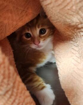 Michael -  Domestic Short Hair Cat for Adoption in Vancouver, Washington - Michael | PetCurious