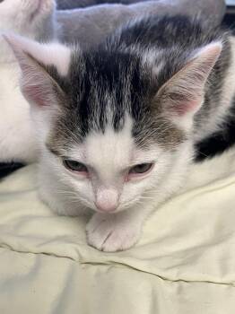 Domestic Short Hair Cats Available for Adoption in Lunenburg, Massachusetts - Carlos | PetCurious