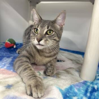 Rocco -  Domestic Short Hair Cat for Adoption in Tampa, Florida - Rocco | PetCurious