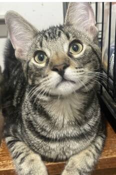 Rescue Domestic Short Hair Cats for Adoption in Covington, Louisiana - Clooney | PetCurious