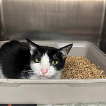 Domestic Short Hair Cats Available for Adoption in Goleta, California - Q-Tip | PetCurious