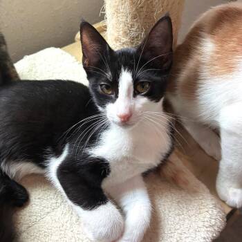 Baron -  Domestic Short Hair Cat for Adoption in Bulverde, Texas - Baron | PetCurious