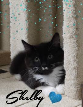 Shelby -  Domestic Long Hair and Tuxedo Cat for Adoption in Gilbert, Arizona - Shelby | PetCurious