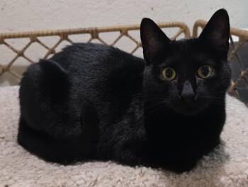 Reid Tx -  Domestic Short Hair Cat for Adoption in Fort Lupton, Colorado - Reid Tx | PetCurious
