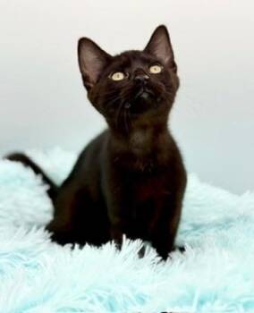 Caterpillar -  Domestic Short Hair Cat for Adoption in Covington, Louisiana - Caterpillar | PetCurious