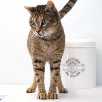 Domestic Short Hair Cats Available for Adoption - Scrappy | PetCurious