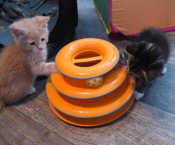 Artist -  Domestic Short Hair Cat for Adoption in Virginia Beach, Virginia - Artist | PetCurious