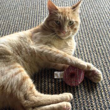 Wilson -  Domestic Short Hair Cat for Adoption in Cortland, New York - Wilson | PetCurious