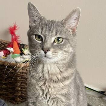 Rescue Domestic Short Hair Cats for Adoption in Philadelphia, Pennsylvania - Julie | PetCurious