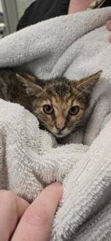 Elise -  Domestic Short Hair Cat for Adoption in Daphne, Alabama - Elise | PetCurious