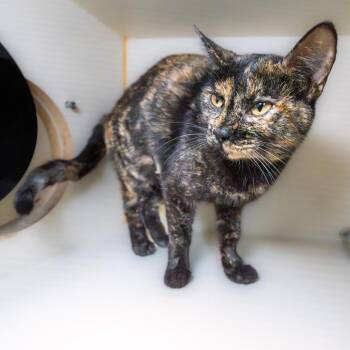Teacup -  Domestic Short Hair Cat for Adoption in South Elgin, Illinois - Teacup | PetCurious