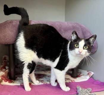SALLY -  Domestic Short Hair Cat for Adoption in Kalamazoo, Michigan - SALLY | PetCurious