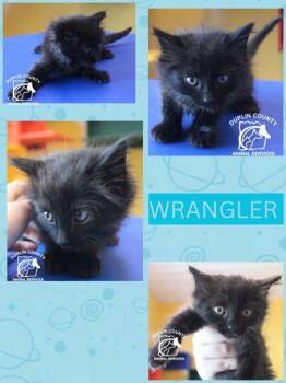 Wrangler -  Domestic Long Hair and Domestic Short Hair Cat for Adoption in Kenansville, North Carolina - Wrangler | PetCurious