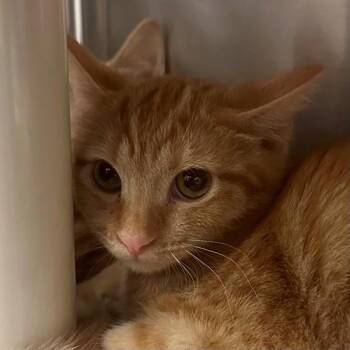 Fender -  Domestic Short Hair Cat for Adoption in Walnut Creek, California - Fender | PetCurious