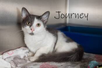 Rescue Domestic Short Hair Cats for Adoption in Scottsdale, Arizona - Journey | PetCurious