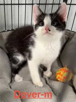 Dover 26 -  Tuxedo and Domestic Short Hair Cat for Adoption in Brookhaven, Mississippi - Dover 26 | PetCurious