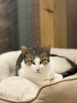 Tabby Cats Available for Adoption in Burnaby, British Columbia - Tessa | PetCurious