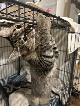 Willow -  Domestic Short Hair Cat for Adoption in Loveland, Ohio - Willow | PetCurious