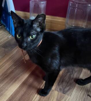 Domestic Medium Hair Cats Available for Adoption in Gorham, Maine - Nugget | PetCurious