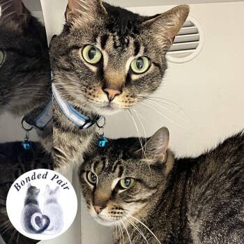 Domestic Short Hair Cats Available for Adoption in Champaign, Illinois - RC | PetCurious