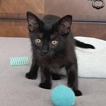 Mr. Coffee -  Domestic Short Hair and American Shorthair Cat for Adoption in Houston, Texas - Mr. Coffee | PetCurious