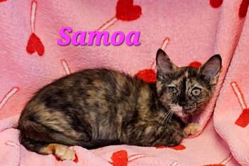 Samoa -  Tortoiseshell Cat for Adoption in Macon, Georgia - Samoa | PetCurious