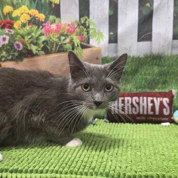 Coco -  Domestic Short Hair Cat for Adoption in Fort Wayne, Indiana - Coco | PetCurious