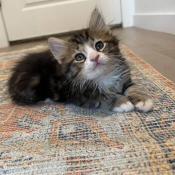 Einstein -  Domestic Medium Hair Cat for Adoption in Oklahoma City, Oklahoma - Einstein | PetCurious