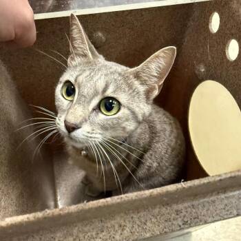 Samantha -  Domestic Short Hair Cat for Adoption in Birmingham, Alabama - Samantha | PetCurious