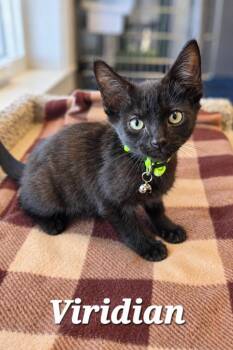 Viridian -  Domestic Short Hair Cat for Adoption in Sidney, Ohio - Viridian | PetCurious