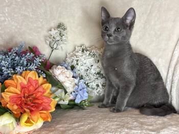 Legs Zeze -  Domestic Short Hair Cat for Adoption in Chandler, Arizona - Legs Zeze | PetCurious