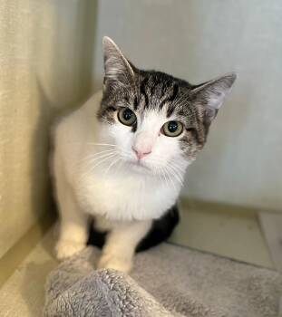 Leon -  Domestic Short Hair Cat for Adoption in Seville, Ohio - Leon | PetCurious