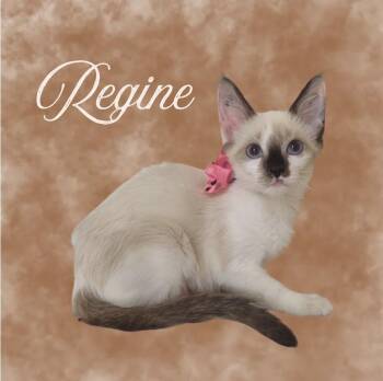 Regine -  Domestic Short Hair Cat for Adoption in Mountain Home, Arkansas - Regine | PetCurious