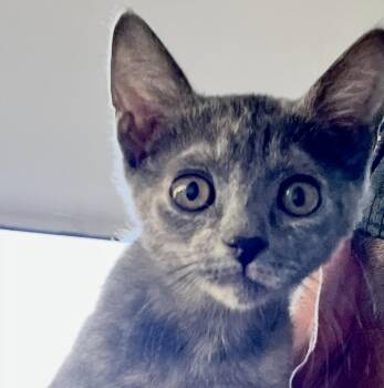 Doll Face -  Domestic Short Hair Cat for Adoption in Sonora, California - Doll Face | PetCurious
