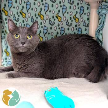 Knuckles -  Domestic Short Hair Cat for Adoption in Toledo, Ohio - Knuckles | PetCurious