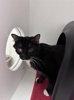 STELLA -  Domestic Medium Hair Cat for Adoption in Ontario, California - STELLA | PetCurious