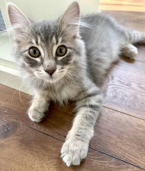 Scout DM -  Domestic Long Hair and Maine Coon Cat for Adoption in Napa, California - Scout DM | PetCurious