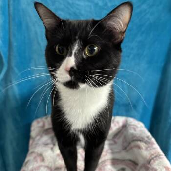 Sneetches -  Domestic Short Hair Cat for Adoption in Puslinch, Ontario - Sneetches | PetCurious