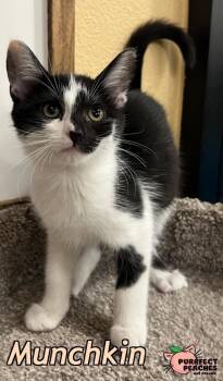Munchkin -  Domestic Short Hair Cat for Adoption in Douglasville, Georgia - Munchkin | PetCurious