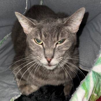 Astrid -  Domestic Short Hair Cat Available for Adoption in Sarasota, Florida - Astrid | PetCurious