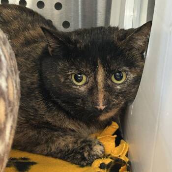 Domestic Short Hair Cats Available for Adoption in Denver, Colorado - Cinnamama New Mexico | PetCurious