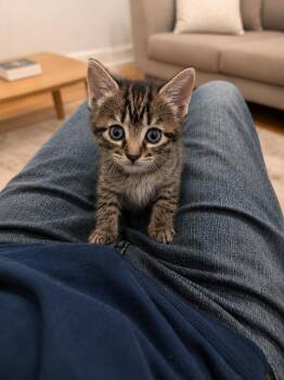 Saturn -  Domestic Short Hair Cat for Adoption in West Hollywood, California - Saturn | PetCurious