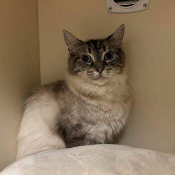 Sagwa -  Siamese Cat for Adoption in Waynesboro, Pennsylvania - Sagwa | PetCurious